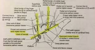 Want to learn more about it? 02 Functional Anatomy Of The Hand Flashcards Quizlet