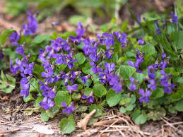 Maybe you would like to learn more about one of these? Identifying 9 Common Lawn Weeds