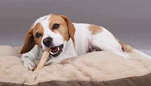 How often should you clean your dog's teeth. Cleaning Dog S Teeth Advice Welfare Rspca