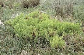 Image result for Suaeda articulata