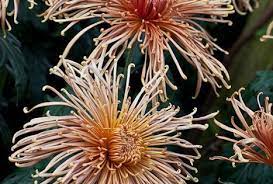 A Few More Spider Mums Spider Mums Front Flower Beds Flowers
