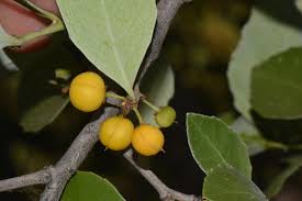 Image result for Maytenus chasei