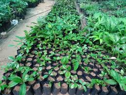 Image result for Equilabium petiolare