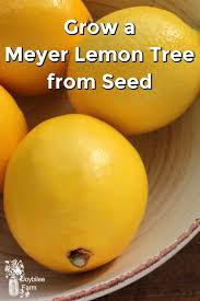 You can easily grow a lemon tree in your garden. Grow A Meyer Lemon Tree From Seed Joybilee Farm Diy Herbs Gardening