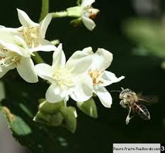 Image result for Dombeya acutangula