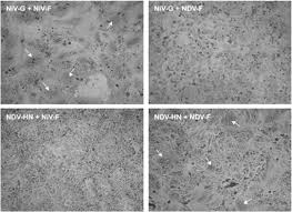 Check spelling or type a new query. Triggering Of The Newcastle Disease Virus Fusion Protein By A Chimeric Attachment Protein That Binds To Nipah Virus Receptors Journal Of Biological Chemistry