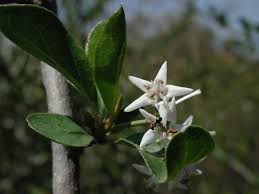 Image result for Ehretia rigida