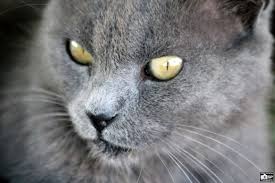 Bostanli Churchill Balikci Kedisi Cats Animals I Am Awesome