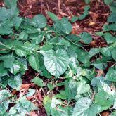 Image result for Turbina longiflora