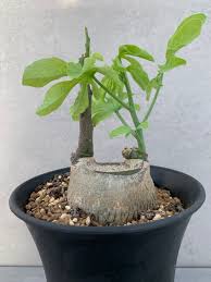 Image result for Adenia glauca
