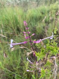 Image result for Ocimum fimbriatum