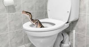 Anda bisa memanggil jasa pembasmi ular fumida yang sudah profesional dan berpengalaman. Cara Ampuh Untuk Mengusir Ular Masuk Rumah Popmama Com
