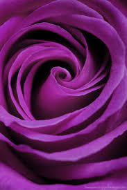 Download Purple Rose Wallpaper For Iphone 4 Purple Roses Purple Roses Wallpaper Purple Flowers