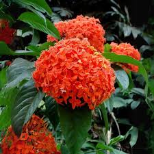 Image result for Ixora laurentii