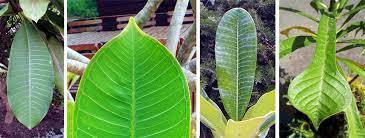 Tons of plumeria growing information. Plumeria Wisconsin Horticulture