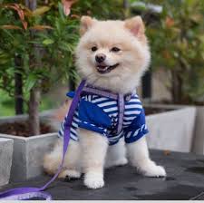 They are intelligent, highly social, and downright fluffy and adorable. Pomeranian Puppies For Sale Adoptapet Com