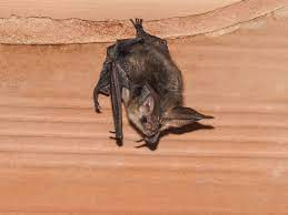 I bought this house, and it has bats in the living area. Bats In The Attic How Did That Happen Terminix