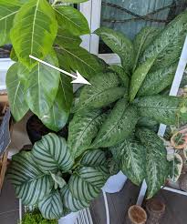 Sadly, some years ago, most of my ferns died due to. 9 Easy Plants To Grow In Malaysian Weather