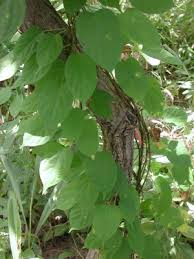 Image result for Telosma