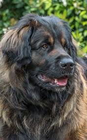 Check spelling or type a new query. Leonberger Puppy Online Shopping