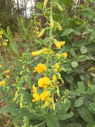 Image result for Crotalaria reptans
