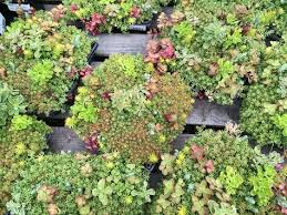 Sedum Tiles A Great Start For Anyone Interest In Vertical Gardening Garden Nursery Succulents Vertical Garden