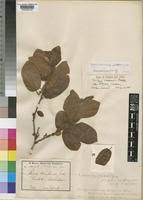 Image result for Diospyros loureiriana