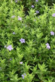 Image result for Ruellia patula