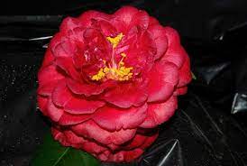Camellia Japonica Georgia Fire Camellia Flower Garden Plants