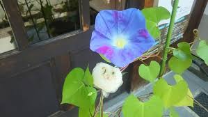 なな草日記 ハート型の葉が可愛い朝顔