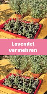 Die Heilpflanze Lasst Sich Fur Viele Zwecke Nutzen Die Vermehrung Ist Einfach Gemacht Wir Erklaren Wie Sie Stec In 2020 Pflanzen Garten Bepflanzen Garten Anpflanzen