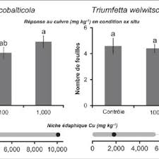 Image result for Triumfetta welwitschii