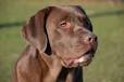 Mastiff Mix: Which One Is The Right Dog for Your Family?