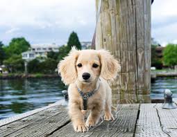 Bambi The Blonde Long Haired Dachshund Dachshund Breed Dachshund Puppy Long Haired Long Haired Dachshund