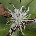 Image result for Ritchiea capparoides