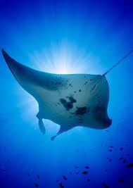 Manta Ray Belize Underwater World Underwater