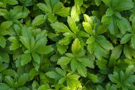 It requires full sunlight to florish. Deer Resistant Perennial Ground Cover Plants