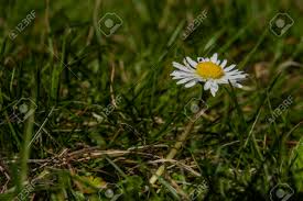 Young Color Daisy Bloom In Sunny Hot Spring Day Zdjęcia royalty free,  obrazki, obrazy oraz fotografia seryjna. Image 122581890