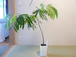 エバーフレッシュの仕立て方について 観葉植物 ブルーミングスケープ ブログ