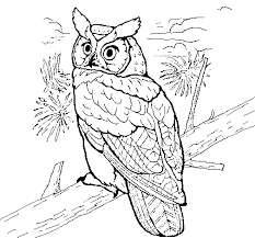 Dibujos Para Colorear De Animales Reales