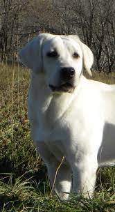 White Lab White Cream Yellow Lab White Labrador Puppy White Labradors White White Labrador Labrador Retriever Labrador Puppy