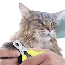 the best cat nail clippers in 2020
