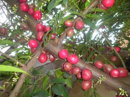 Buah mahkota dewa dipercaya memiliki banyak manfaat bagi kesehatan. Pengobatan Dan Khasiat Herbal Khasiat Buah Mahkota Dewa Untuk Lelaki