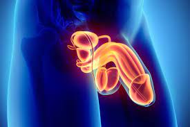 Les urgentistes vous le diront, il y a un nombre impressionnant d'objets incongrus trouvés dans le rectum, commente notre interlocutrice. Maladie Du Penis Les Symptomes Qui Doivent Alerter