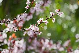 Purple leaf plum (prunus cerasifera) features deep purple foliage with light pink flowers in may. 2 034 Prunus Cerasifera Photos Free Royalty Free Stock Photos From Dreamstime