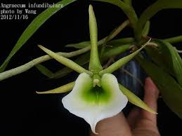 Image result for Angraecum infundibulare