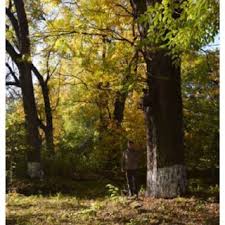 Their nutritious nuts have … Pdf A Review Of Black Walnut Juglans Nigra L Ecology And Management In Europe