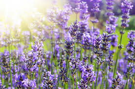 We did not find results for: 7 Outdoor Plants To Keep The Mosquitoes Away Millcreek Gardens