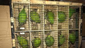 Banyak sekali penghobi burung yang berniat menangkarkan cucak ijo atau cucak hijau. Polisi Gagalkan Penyelundupan Ribuan Burung Dilindungi Dari Riau Ke Jambi