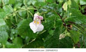 Image result for Impatiens burtonii
